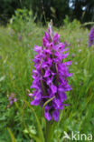 Spotted orchid (Dactylorhiza maculata)