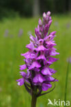 Gevlekte orchis (Dactylorhiza maculata)