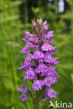 Spotted orchid (Dactylorhiza maculata)