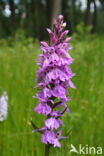 Spotted orchid (Dactylorhiza maculata)