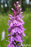 Spotted orchid (Dactylorhiza maculata)