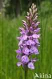 Spotted orchid (Dactylorhiza maculata)