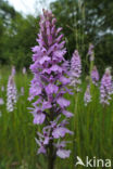 Spotted orchid (Dactylorhiza maculata)