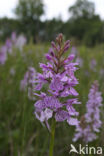 Gevlekte orchis (Dactylorhiza maculata)