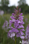 Gevlekte orchis (Dactylorhiza maculata)