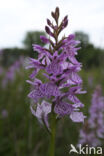 Gevlekte orchis (Dactylorhiza maculata)