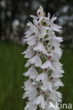 Spotted orchid (Dactylorhiza maculata)