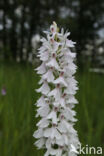 Spotted orchid (Dactylorhiza maculata)