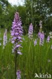 Gevlekte orchis (Dactylorhiza maculata)