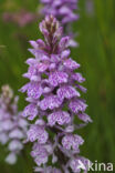 Gevlekte orchis (Dactylorhiza maculata)