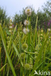 Kleine egelskop (Sparganium emersum)