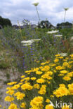 Akkerdistel (Cirsium arvense)