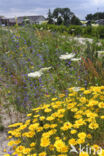 Creeping Thistle (Cirsium arvense)