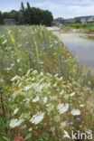 Creeping Thistle (Cirsium arvense)