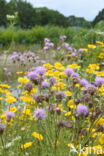 Creeping Thistle (Cirsium arvense)