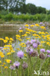 Creeping Thistle (Cirsium arvense)