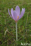 Meadow Saffron (Colchicum autumnale)