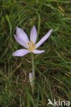 Wilde herfsttijloos (Colchicum autumnale)