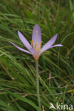 Wilde herfsttijloos (Colchicum autumnale)