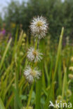 Unbranched Bur-reed (Sparganium emersum)