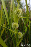 Kleine egelskop (Sparganium emersum)