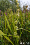 Kleine egelskop (Sparganium emersum)