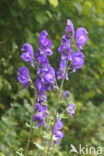 Blauwe monnikskap (Aconitum napellus)