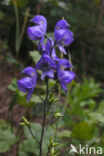 Blauwe monnikskap (Aconitum napellus)