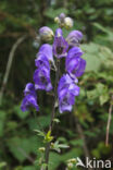 Blauwe monnikskap (Aconitum napellus)