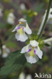 Bleekgele hennepnetel (Galeopsis segetum)