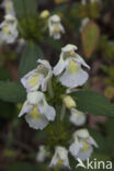 Bleekgele hennepnetel (Galeopsis segetum)