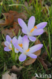 Boerenkrokus (Crocus tommasinianus)