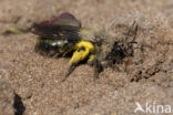 Grijze zandbij (Andrena vaga)