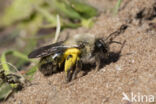 Grijze zandbij (Andrena vaga)