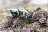 Grijze zandbij (Andrena vaga)