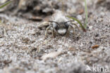 Grijze zandbij (Andrena vaga)