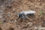 Grijze zandbij (Andrena vaga)