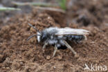 Grijze zandbij (Andrena vaga)