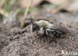 Grijze zandbij (Andrena vaga)