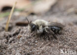 Grijze zandbij (Andrena vaga)