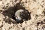 Grijze zandbij (Andrena vaga)