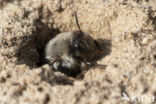 Grijze zandbij (Andrena vaga)