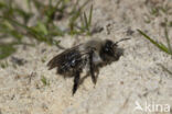 Grijze zandbij (Andrena vaga)