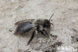 Grijze zandbij (Andrena vaga)