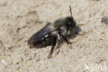 Grijze zandbij (Andrena vaga)