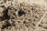 Grijze zandbij (Andrena vaga)