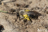 Grijze zandbij (Andrena vaga)