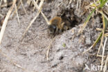 Grote zijdebij (Colletes cunicularius)