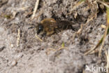 The Vernal Colletes (Colletes cunicularius)