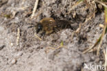 Grote zijdebij (Colletes cunicularius)